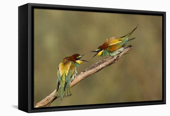 The Territory-Amnon Eichelberg-Framed Premier Image Canvas