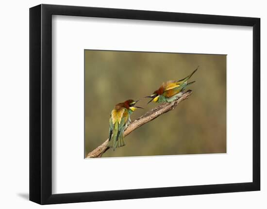 The Territory-Amnon Eichelberg-Framed Photographic Print