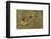 The Territory-Amnon Eichelberg-Framed Photographic Print