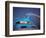 The Theme Building, Los Angeles Airport, Lax-Walter Bibikow-Framed Photographic Print