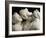 The Three Graces, c.1814-17-Antonio Canova-Framed Photographic Print