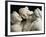 The Three Graces, c.1814-17-Antonio Canova-Framed Photographic Print