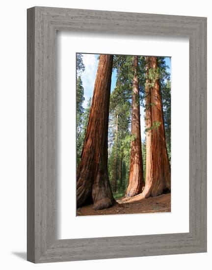 The Three Graces Yosemite-null-Framed Art Print