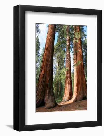 The Three Graces Yosemite-null-Framed Art Print