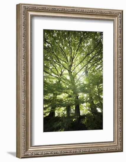 The Three Trees-Philippe Manguin-Framed Photographic Print