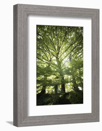 The Three Trees-Philippe Manguin-Framed Photographic Print