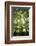 The Three Trees-Philippe Manguin-Framed Photographic Print