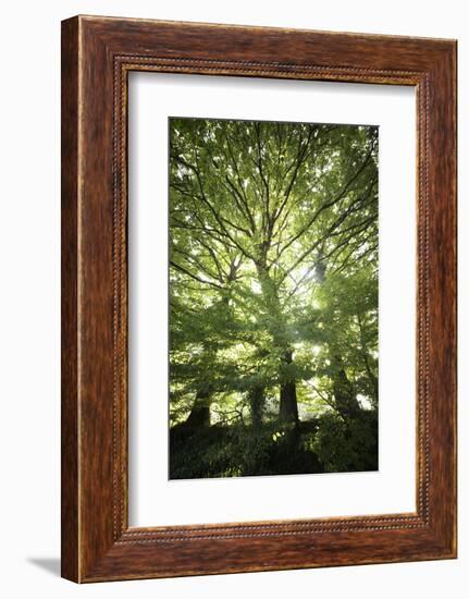 The Three Trees-Philippe Manguin-Framed Photographic Print