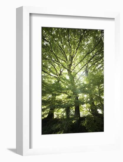 The Three Trees-Philippe Manguin-Framed Photographic Print