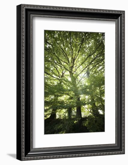 The Three Trees-Philippe Manguin-Framed Photographic Print