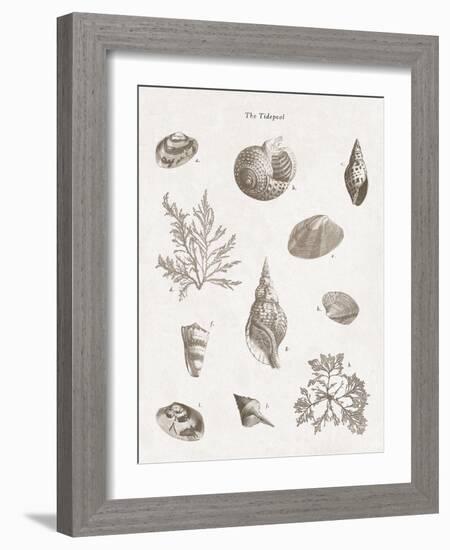 The Tidepool - Calm-The Vintage Collection-Framed Giclee Print