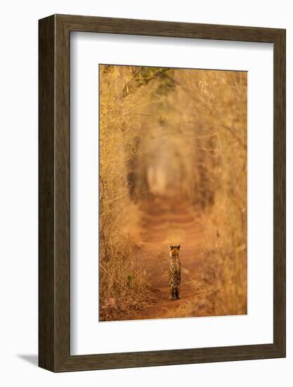 The Tiger in the Tunnel-AB Apana-Framed Photographic Print