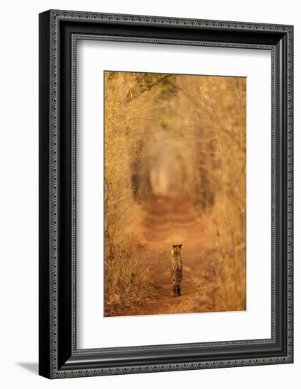 The Tiger in the Tunnel-AB Apana-Framed Photographic Print