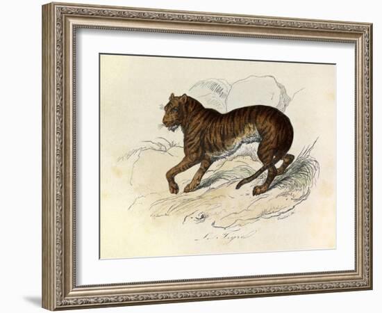 The Tiger, 'Quadrupeds', from De Buffon-Georges-Louis Leclerc-Framed Art Print