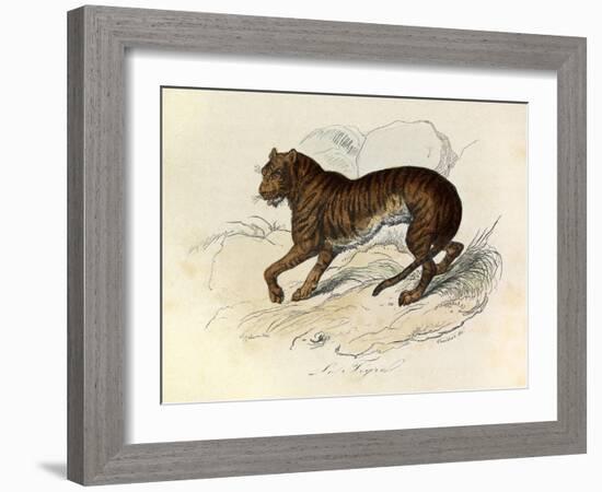 The Tiger, 'Quadrupeds', from De Buffon-Georges-Louis Leclerc-Framed Art Print