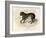 The Tiger, 'Quadrupeds', from De Buffon-Georges-Louis Leclerc-Framed Art Print