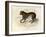 The Tiger, 'Quadrupeds', from De Buffon-Georges-Louis Leclerc-Framed Art Print