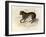 The Tiger, 'Quadrupeds', from De Buffon-Georges-Louis Leclerc-Framed Art Print