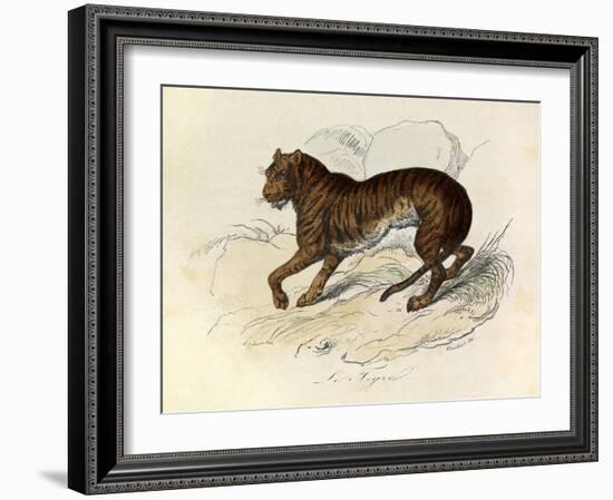 The Tiger, 'Quadrupeds', from De Buffon-Georges-Louis Leclerc-Framed Art Print