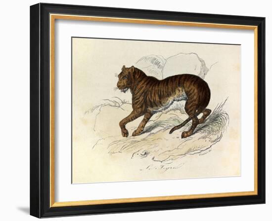 The Tiger, 'Quadrupeds', from De Buffon-Georges-Louis Leclerc-Framed Art Print