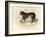 The Tiger, 'Quadrupeds', from De Buffon-Georges-Louis Leclerc-Framed Art Print