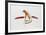 The Tiger-Vick Vibha-Framed Collectable Print