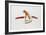 The Tiger-Vick Vibha-Framed Collectable Print