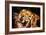 The Tiger-Rabi Khan-Framed Art Print