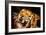 The Tiger-Rabi Khan-Framed Art Print