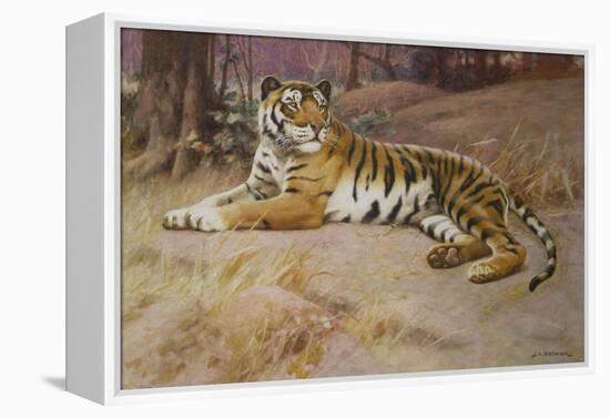 The Tiger-John Charles Dollman-Framed Premier Image Canvas