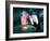 The Time Machine, Yvette Mimieux, Rod Taylor, 1960-null-Framed Photo