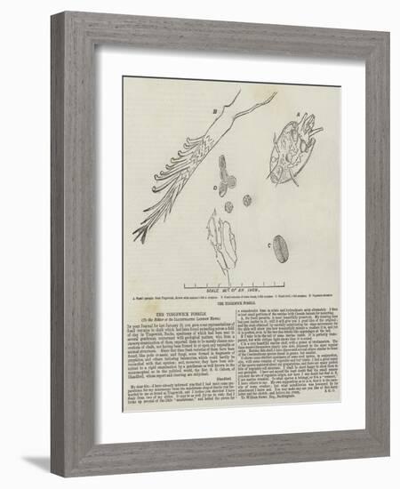 The Tingewick Fossils-null-Framed Giclee Print