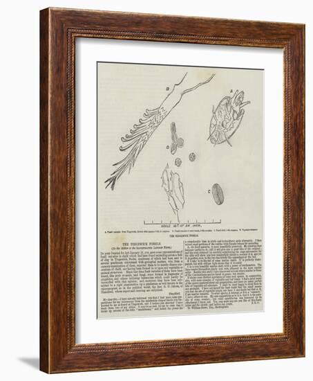 The Tingewick Fossils-null-Framed Giclee Print