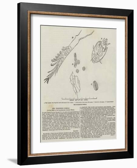 The Tingewick Fossils-null-Framed Giclee Print