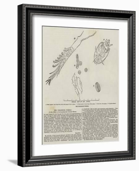 The Tingewick Fossils-null-Framed Giclee Print