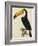 The Toco Toco Toucan (Ramphastos Toco)-Jacques Barraband-Framed Giclee Print