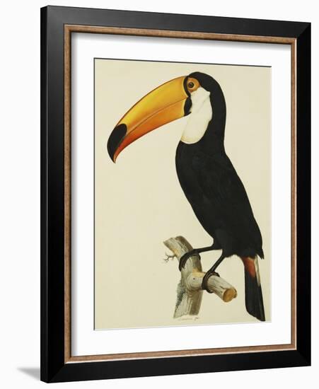 The Toco Toco Toucan (Ramphastos Toco)-Jacques Barraband-Framed Giclee Print