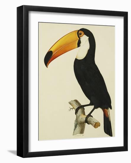 The Toco Toco Toucan (Ramphastos Toco)-Jacques Barraband-Framed Giclee Print