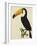 The Toco Toco Toucan (Ramphastos Toco)-Jacques Barraband-Framed Giclee Print