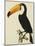The Toco Toco Toucan (Ramphastos Toco)-Jacques Barraband-Mounted Giclee Print