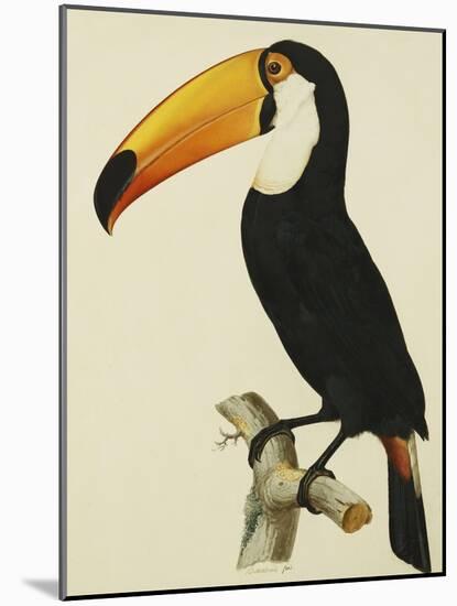 The Toco Toco Toucan (Ramphastos Toco)-Jacques Barraband-Mounted Giclee Print
