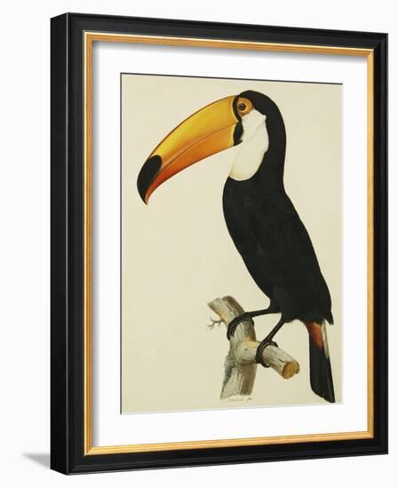 The Toco Toco Toucan (Ramphastos Toco)-Jacques Barraband-Framed Giclee Print