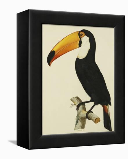 The Toco Toco Toucan (Ramphastos Toco)-Jacques Barraband-Framed Premier Image Canvas