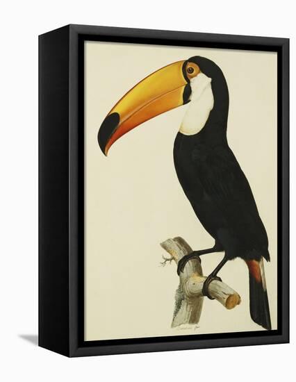 The Toco Toco Toucan (Ramphastos Toco)-Jacques Barraband-Framed Premier Image Canvas