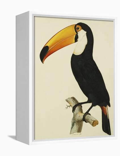 The Toco Toco Toucan (Ramphastos Toco)-Jacques Barraband-Framed Premier Image Canvas