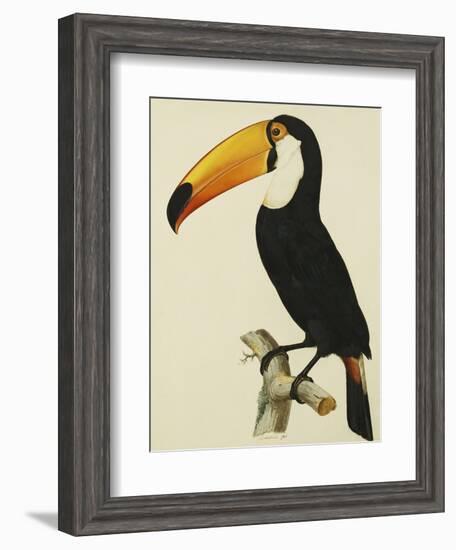 The Toco Toco Toucan (Ramphastos Toco)-Jacques Barraband-Framed Giclee Print