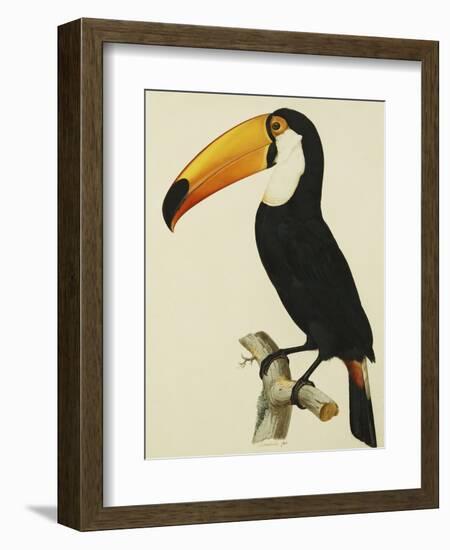 The Toco Toco Toucan (Ramphastos Toco)-Jacques Barraband-Framed Giclee Print