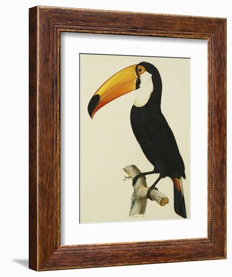 The Toco Toco Toucan (Ramphastos Toco)-Jacques Barraband-Framed Giclee Print