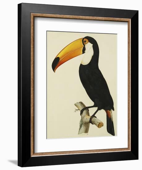 The Toco Toco Toucan (Ramphastos Toco)-Jacques Barraband-Framed Giclee Print