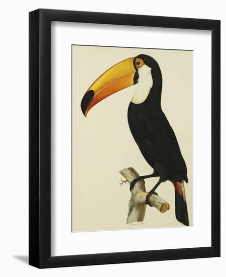 The Toco Toco Toucan (Ramphastos Toco)-Jacques Barraband-Framed Giclee Print